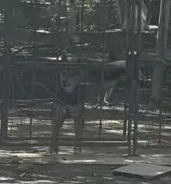 看守合成集团寸滩老厂的大狗 每经记者 鄢银婵 摄