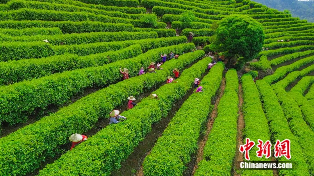 圖為雁南飛茶田。馮森達 攝