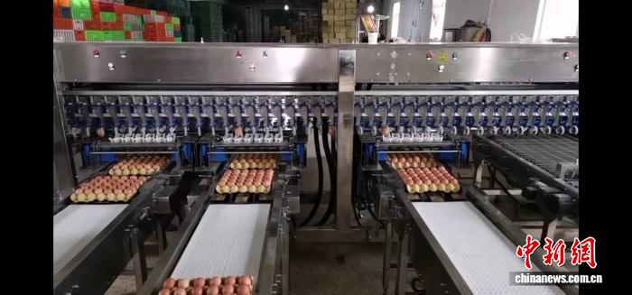 自動撿蛋系統高效運作。陽曲縣委宣傳部供圖