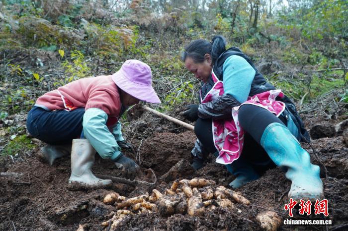 貴州大方村民採收天麻。夏民 攝