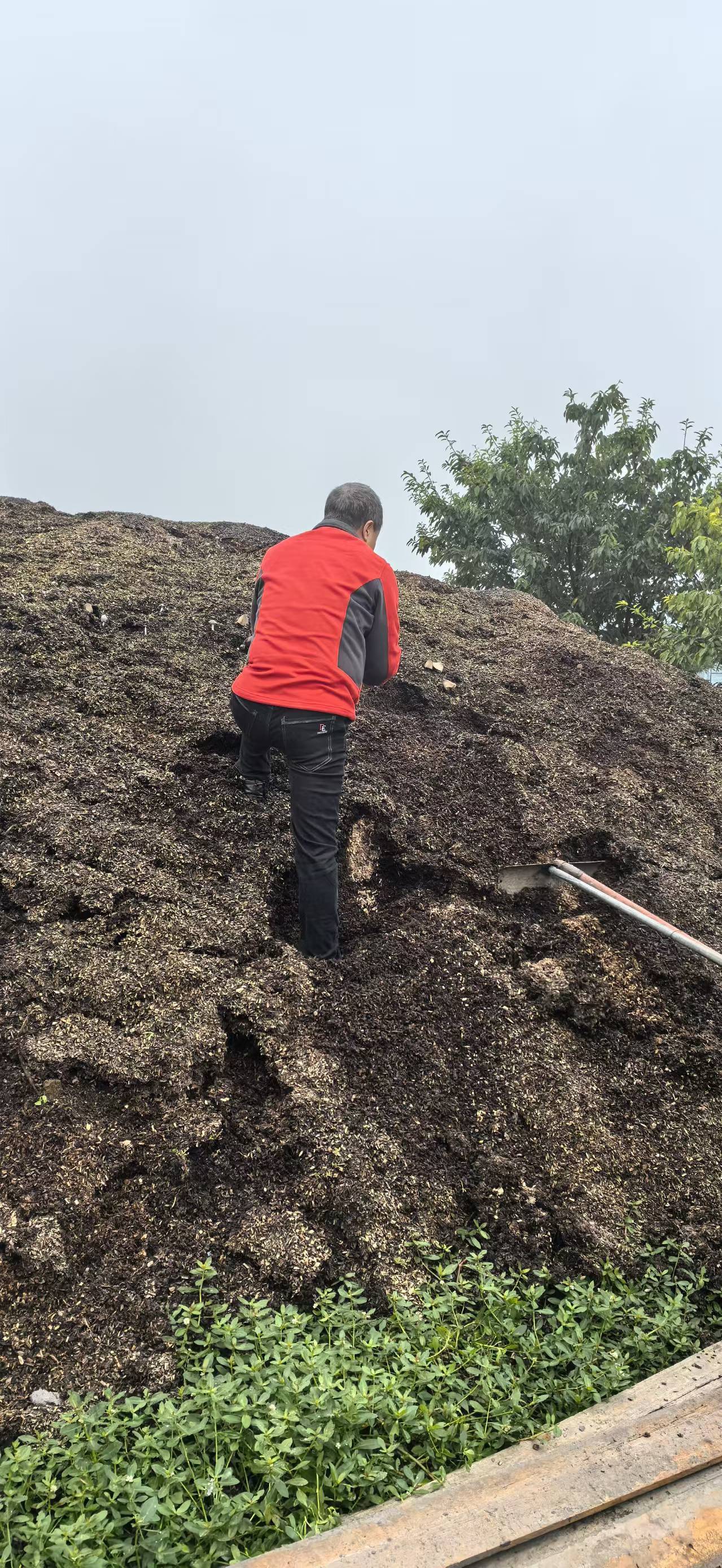 金堂发现低温型野生食用菌新品种