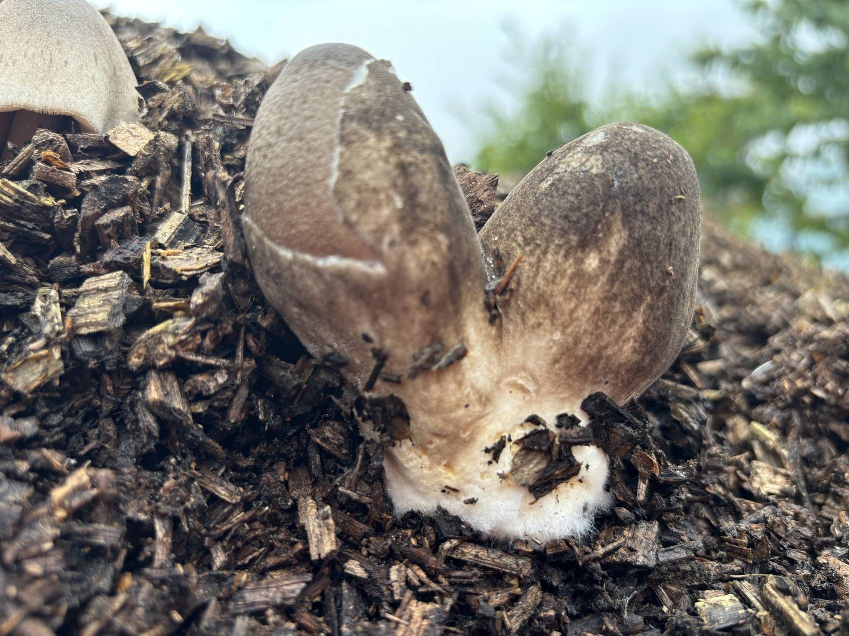 金堂发现低温型野生食用菌新品种