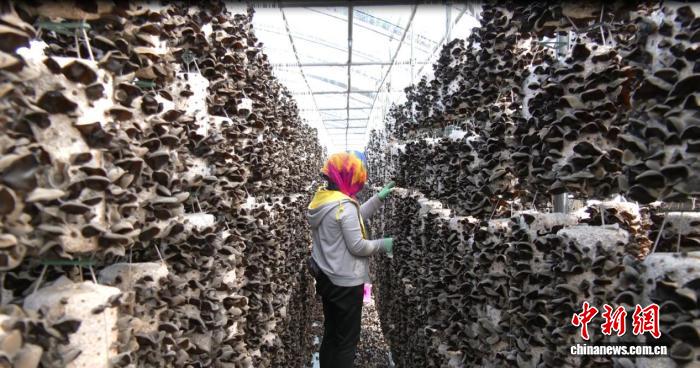 東寧市農戶在採摘黑木耳。東寧市委宣傳部供圖