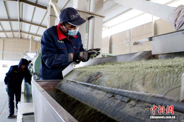 民勤以智能篩選技術為助力，工人細緻甄選優質茴香。(資料圖)馬愛彬 攝