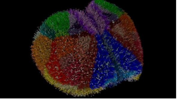 规模最大动物大脑模拟系统构建，包含近1000万个神经元、260亿个突触