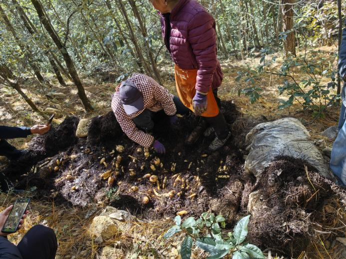 图为丽江石头农业科技有限公司天麻林下种植基地