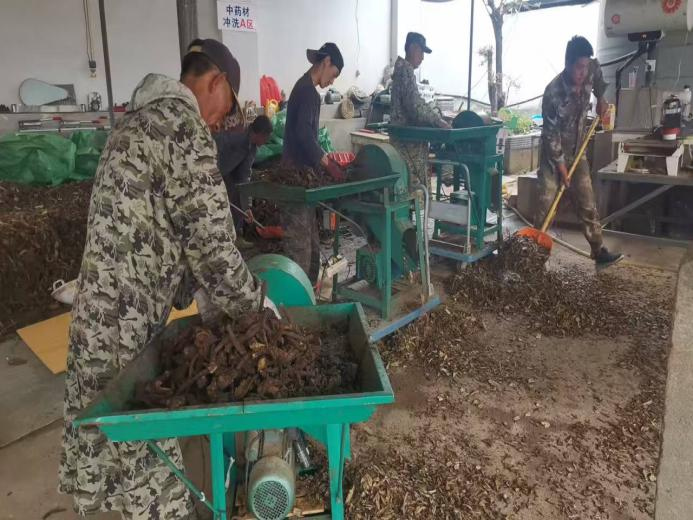 图为鲁甸乡中药材田头初加工场