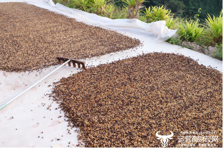 ▲在云南普洱的咖啡庄园,咖啡正在进行日晒处理。