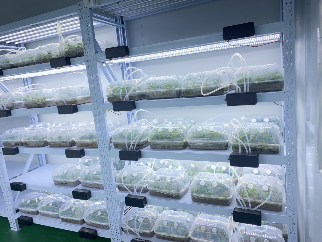 组培的连翘幼苗。张海军摄