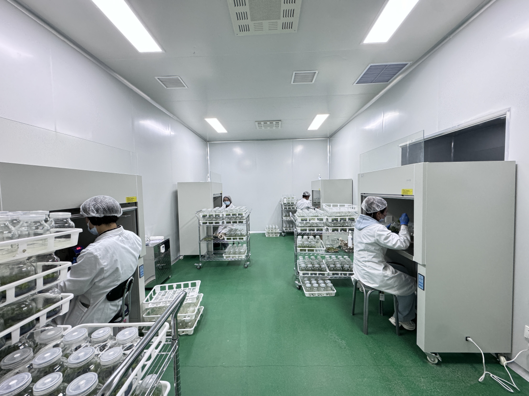 研发中心实验室进行组培育苗。张海军摄