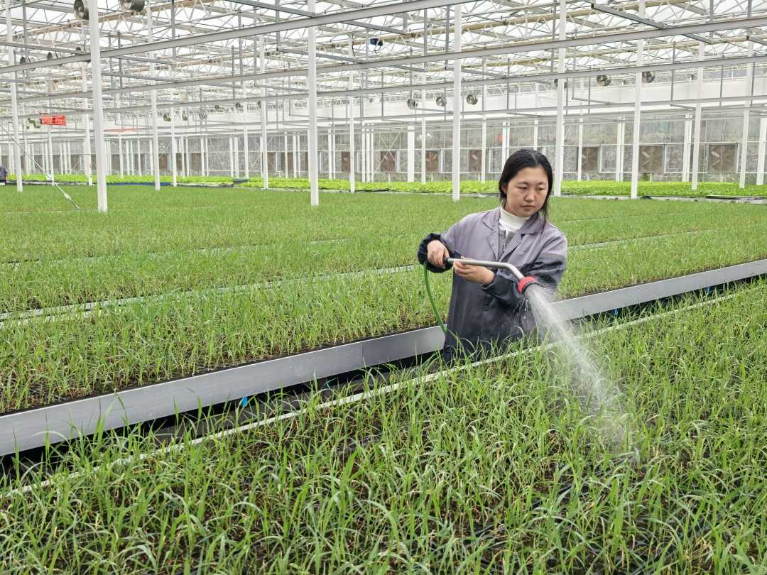 生产人员对芦竹苗床进行叶面喷水保湿。张海军摄