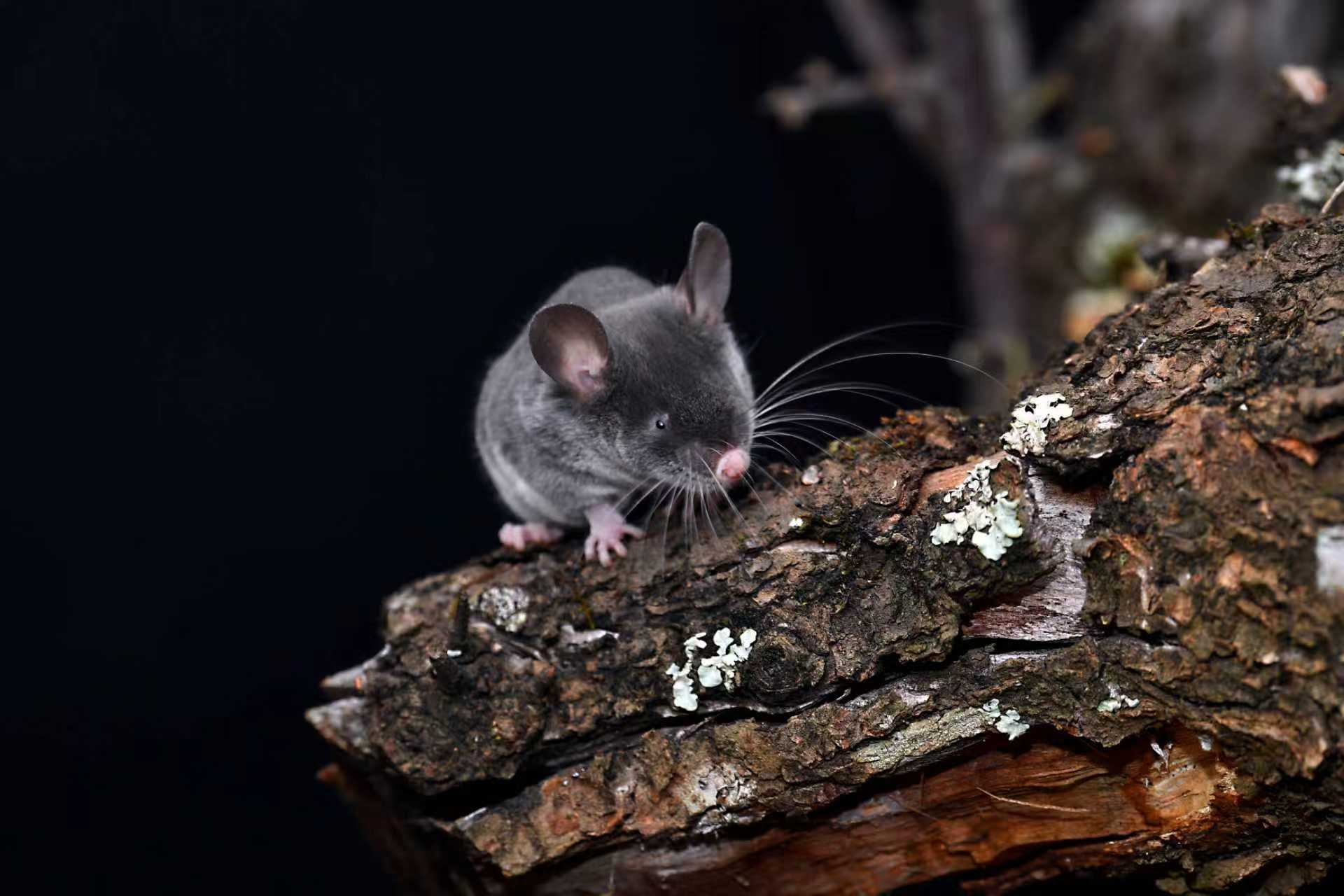 青藏科考新发现！猪尾鼠与“蝙蝠侠”竟有共通之处！