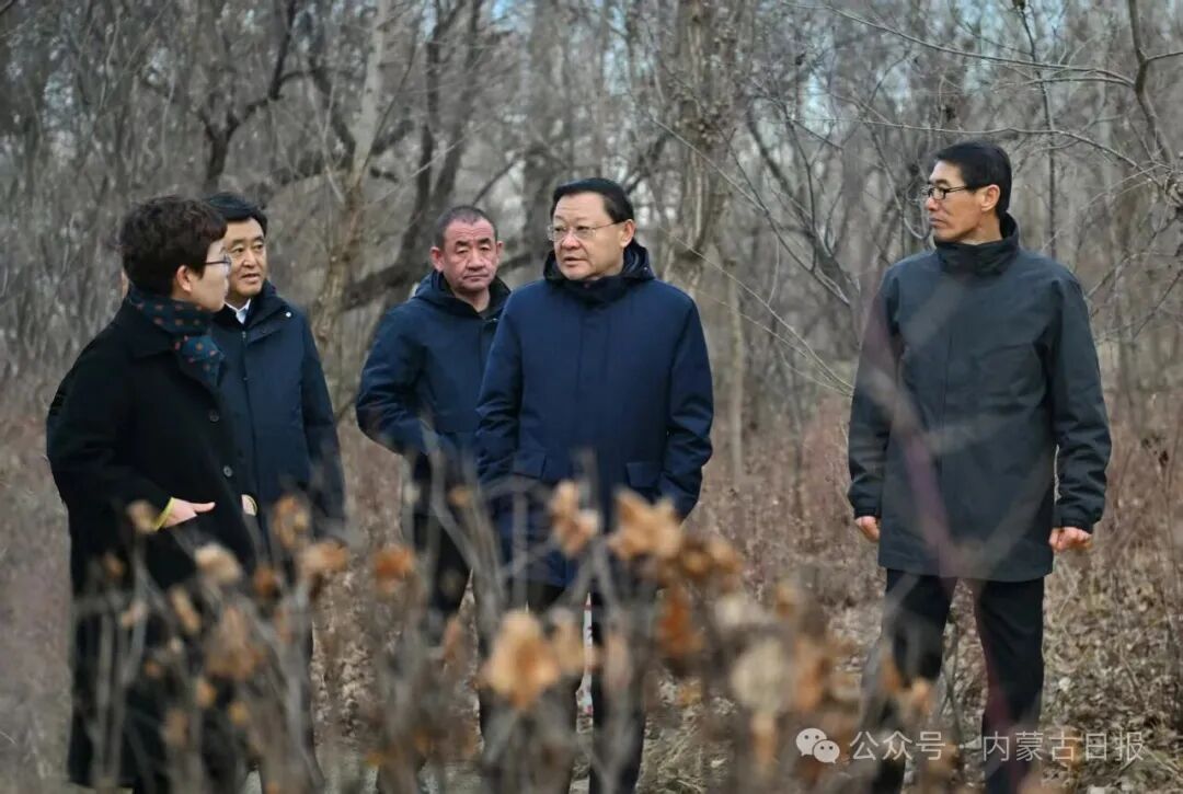 11月19日，自治区党委书记王伟中在国营新华林场察看林木长势，听取林场工作汇报。草原云·内蒙古新闻网记者 马建兵 摄