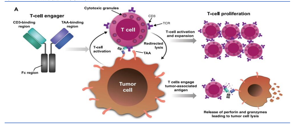 图：TCE双抗原理示意图，来源：招商证券