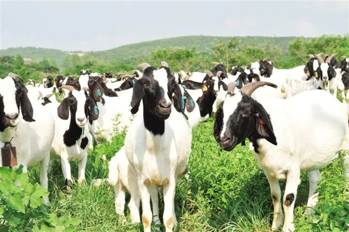 楚宝黑头羊。资料图