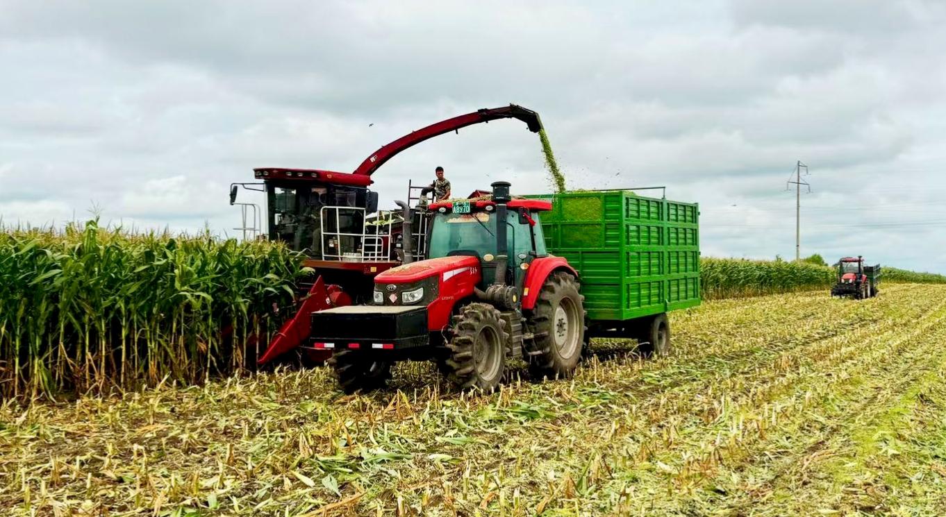 垦地合作青贮玉米收获