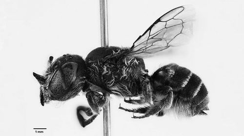 图片来源:Kit Prendergast、Joshua Campbell