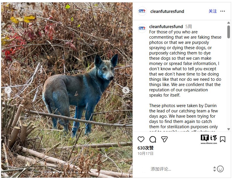 专家回应切尔诺贝利“蓝色流浪犬”：非辐射变异，实为毛发被垃圾染色