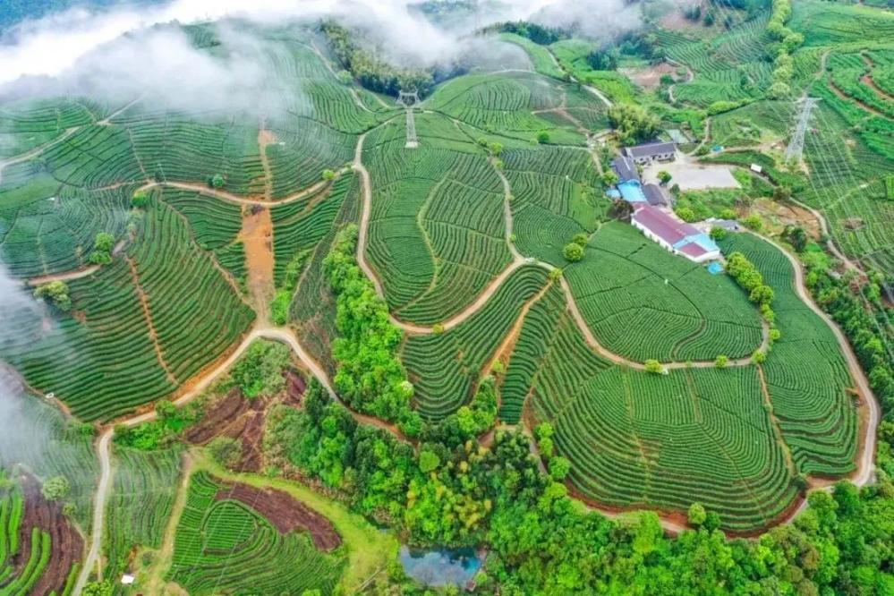 福安北门生态茶园