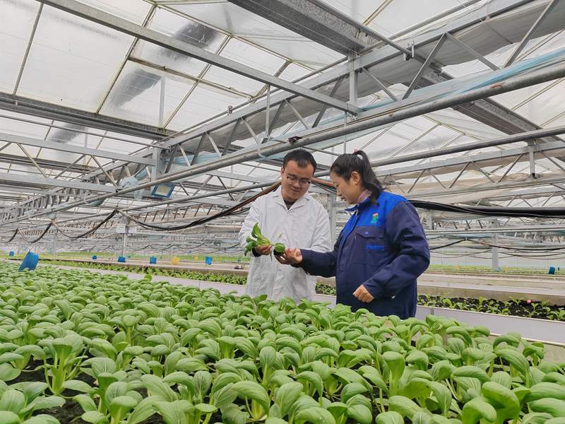 玉泉洼的特色产业。受访者供图