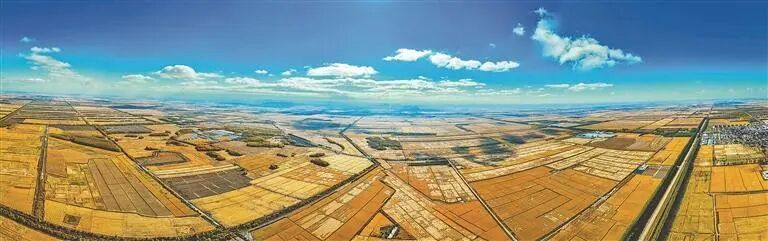 北大荒集团的水稻成熟了 。 崔杰 摄