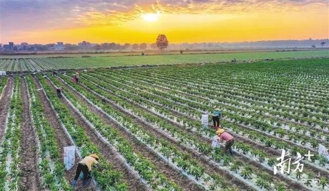 儋州市新州镇南岸村田洋村民在采摘辣椒。陈元才 摄