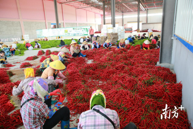 深儋农产品集配中心内，工人围着一堆堆辣椒进行分拣、装箱、打包、入库等工序。受访者供图