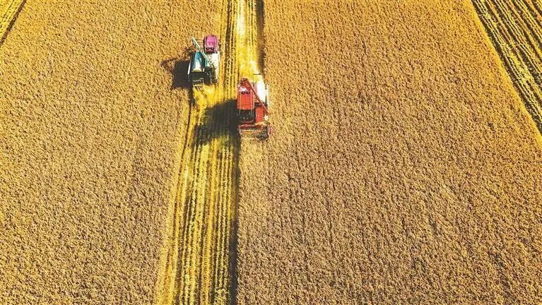 水稻收获作业。 崔杰 摄