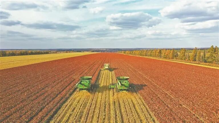 尖山农场高粱收获作业。 庞遵明 摄