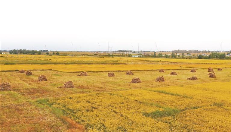 水稻丰收。本版图片均由双城区委宣传部提供