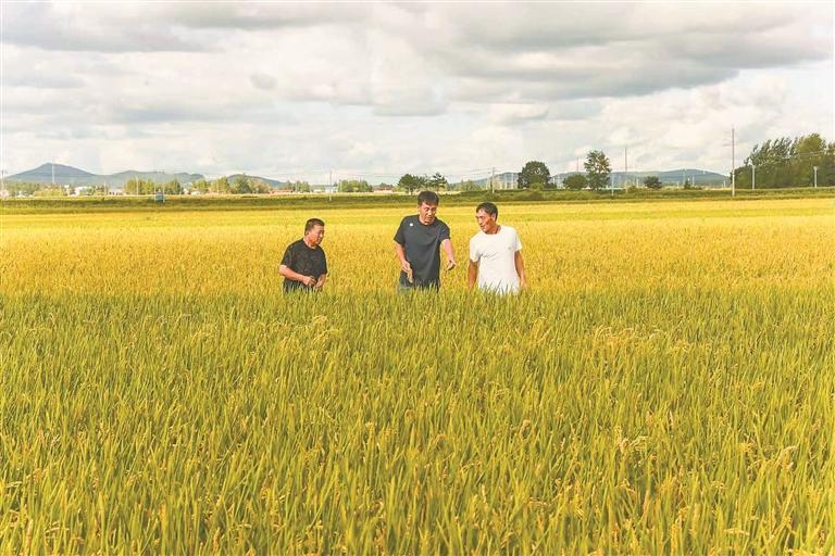 虎林市高标准农田示范区。高雪峰摄