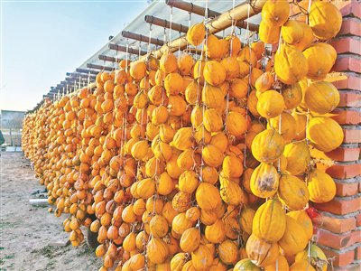 晾晒的瓜蒌需要至少八个月才能糖化