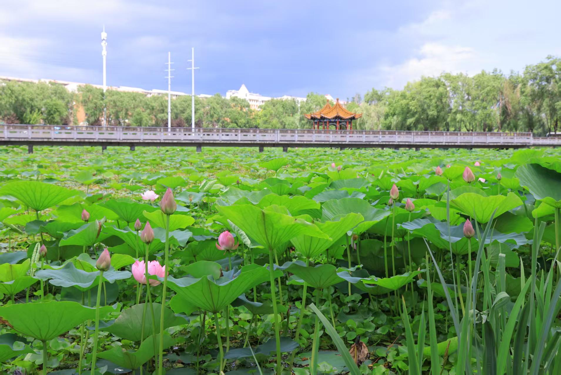 万宝荷花池美景