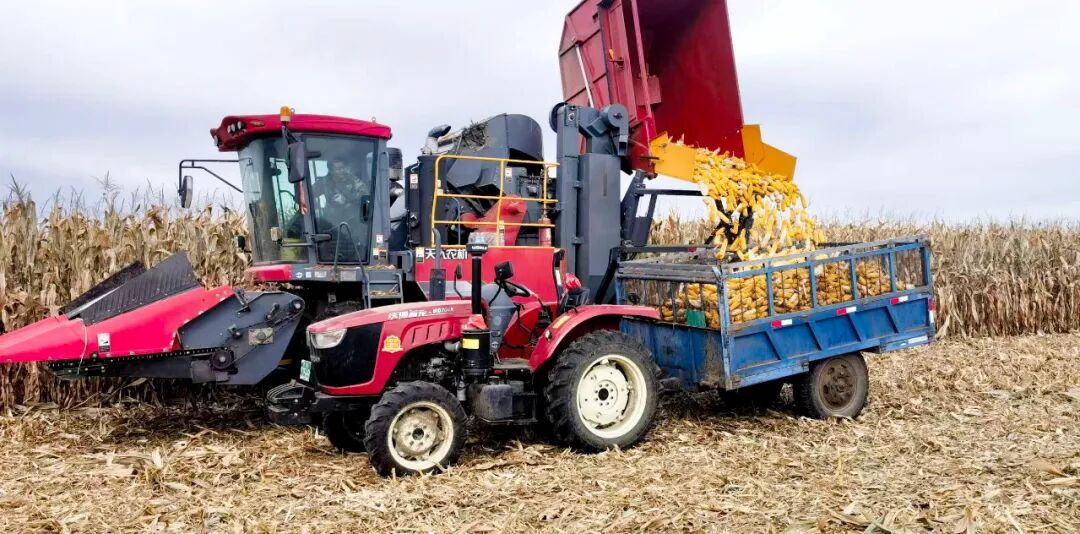 在双阳区的农田里，大型收割机高效作业