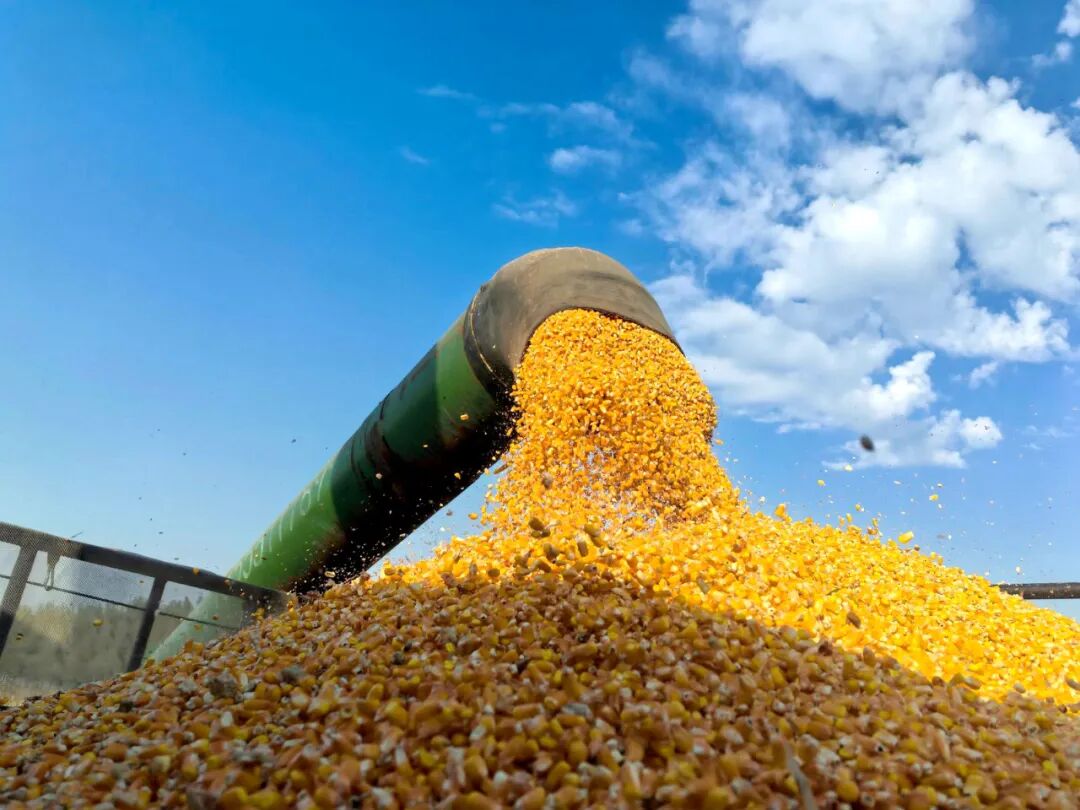 在双阳区奢岭街道的农田里，昌盛农业专业合作社的玉米籽粒收割机穿梭作业，颗粒饱满的玉米粒源源不断装上运粮车
