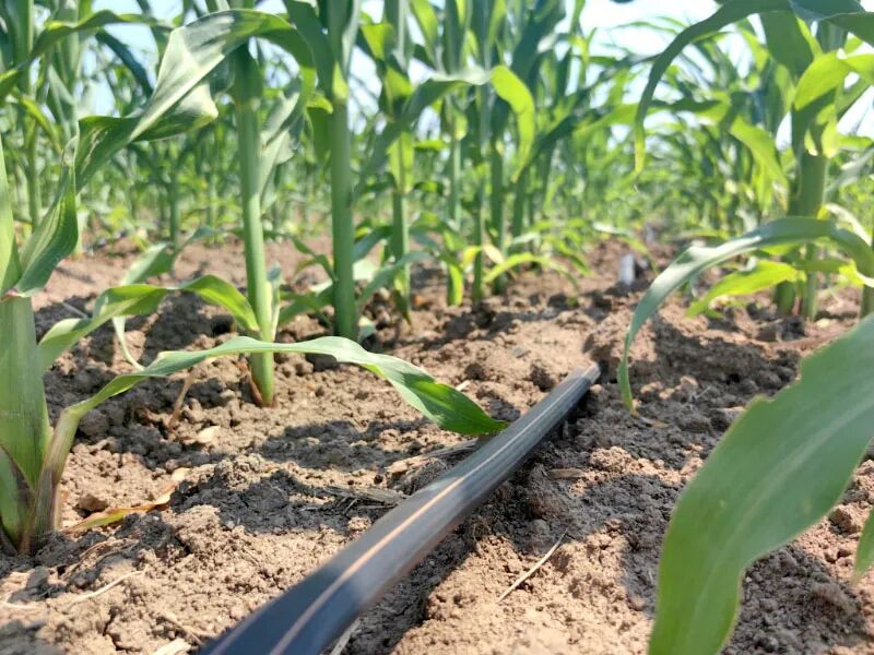 近年来，长春市水肥一体化技术应用版图持续扩大，滴灌带藏在田间地头