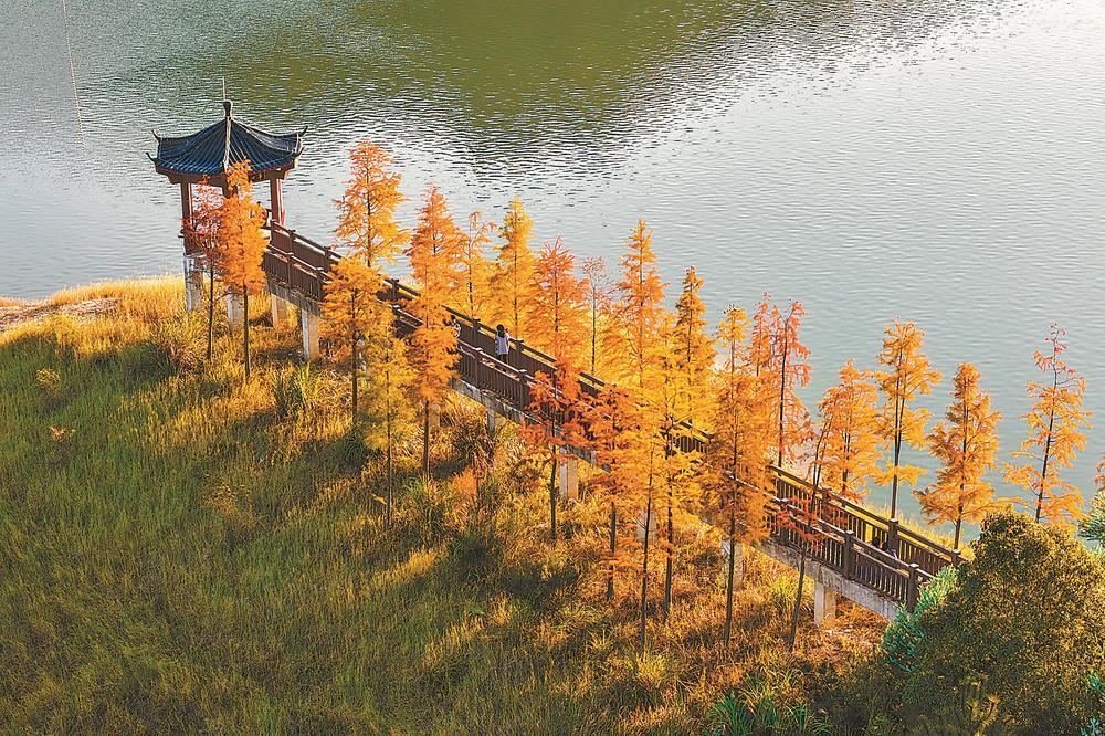 德化县龙门滩镇蝴蝶岛的水杉林近日迎来最佳观赏期。 本报记者 汤海波 通讯员 许华森 摄