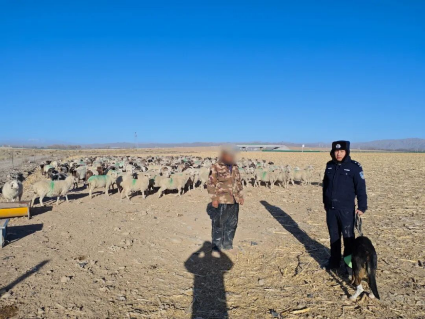 永昌公安：15小时  300只羊找到了