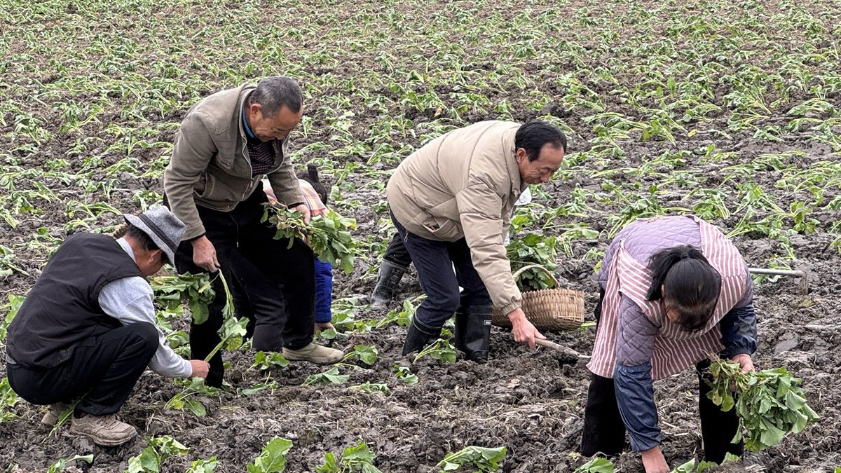 12月3日，洪雅县银龄志愿者李世洪在地里指导油菜移栽补苗。受访者供图
