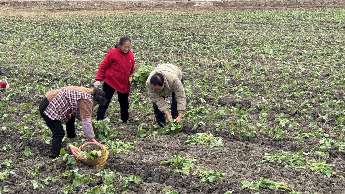 12月3日，李世洪在地里指导油菜移栽补苗。受访者供图