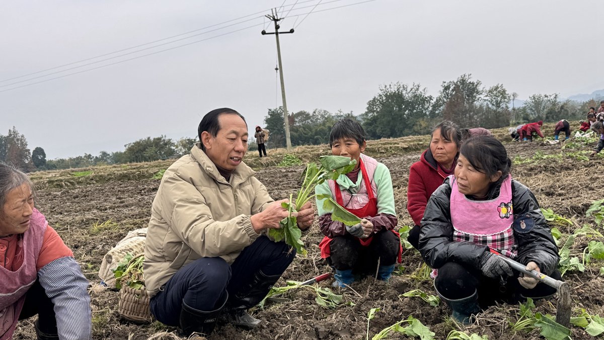 12月3日，洪雅县银龄志愿者李世洪（左二）在地里指导油菜移栽补苗。受访者供图