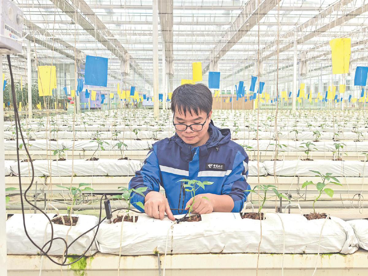 　　在广西南宁晟发蔬菜基地，中国电信工作人员在大棚内调试滴灌设备。　曹帅／摄