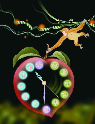 昆明动物所供图