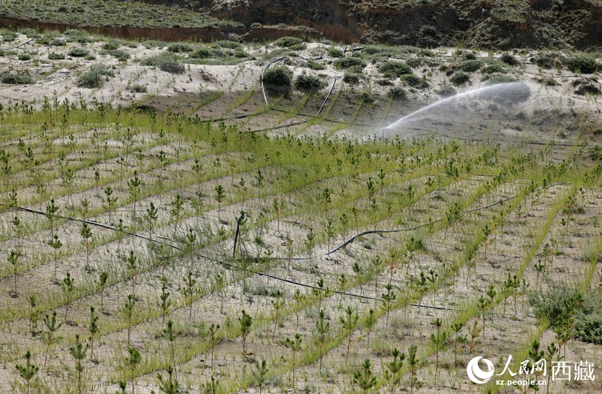 位于贡嘎县南北山的绿色植被一景。人民网记者　次仁罗布摄