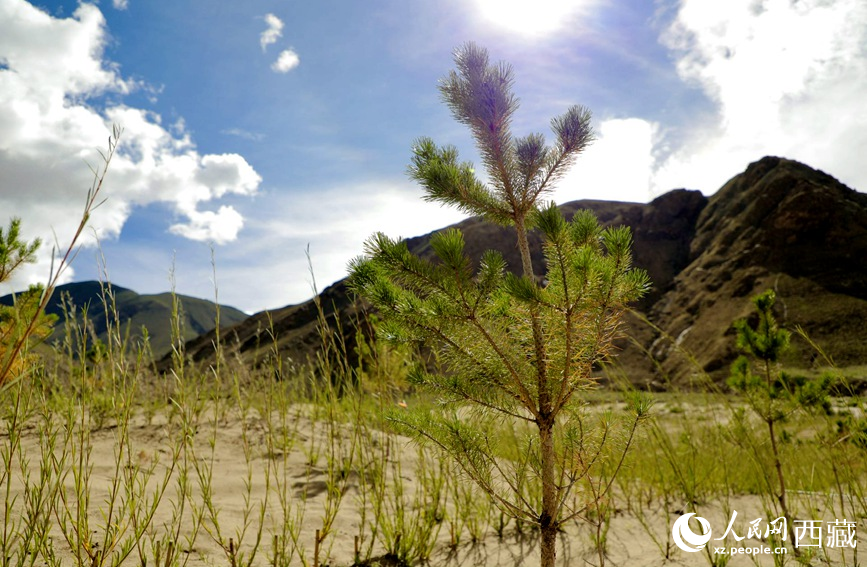 绿化工程一角。人民网记者　次仁罗布摄