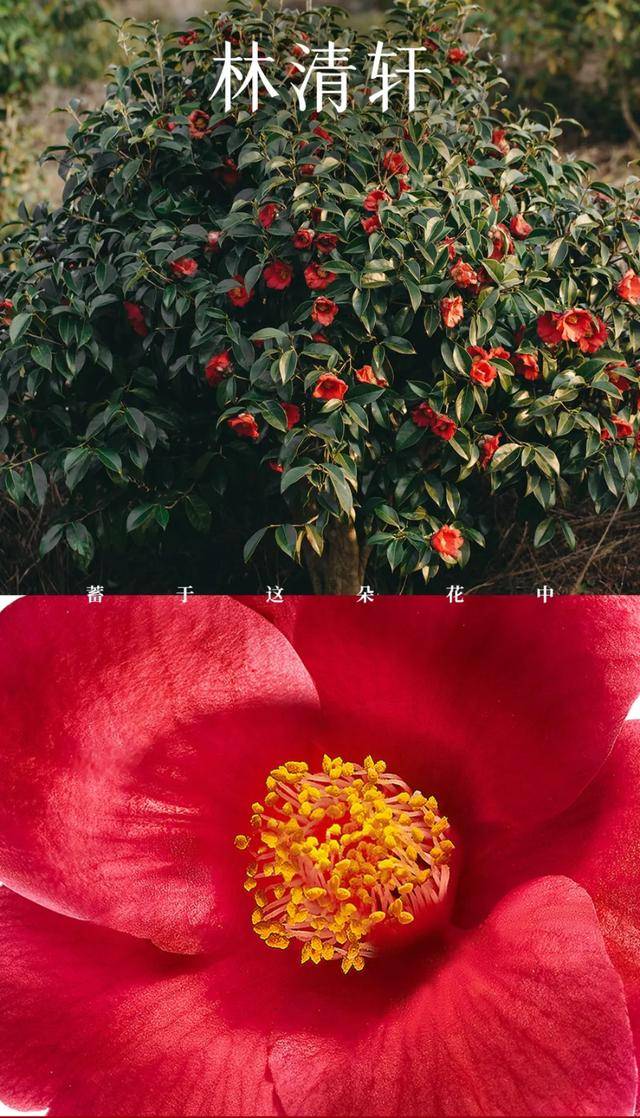 图源: 小红书@林清轩