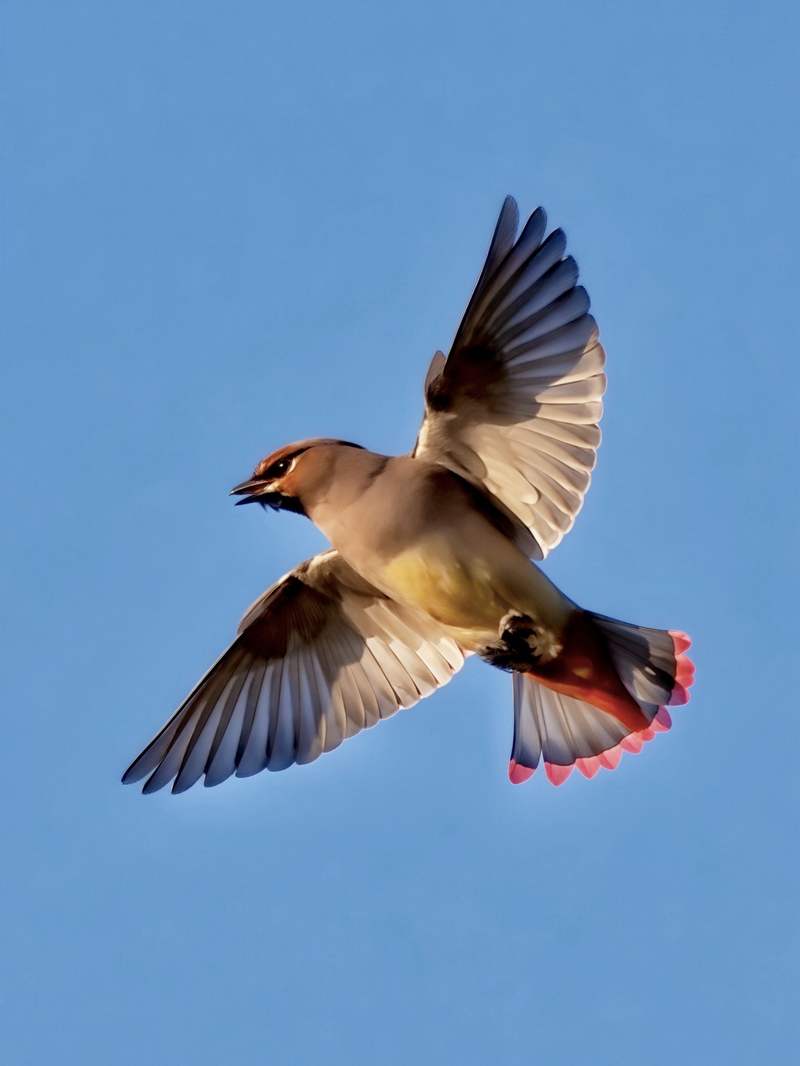 在农展馆区域栖息的小太平鸟。受访者供图