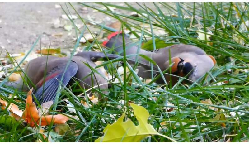 11月29日，撞到玻璃后，两只小太平鸟跌在草坪上。受访者供图