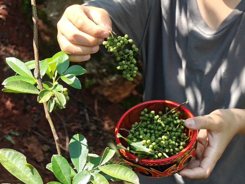 椒农展示刚采收的青花椒，颗粒饱满，色泽翠绿。