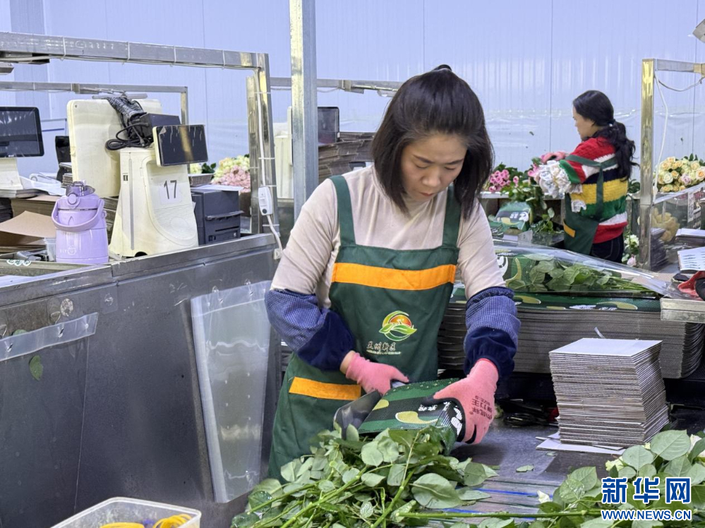 图为兰州新区现代农业示范园的工人正在打包鲜切花。